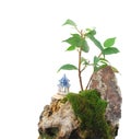 Idea of making a rock bonsai