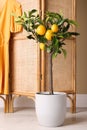 Idea for minimalist interior design. Small potted lemon tree with fruits near folding screen indoors