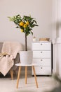 Idea for minimalist interior design. Small potted lemon tree with fruits on table in living room Royalty Free Stock Photo