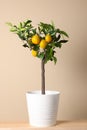 Idea for minimalist interior design. Small potted lemon tree with fruits on wooden table near beige wall