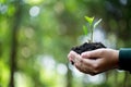 Idea of planting trees on world environment day. Earth Day In hands of trees growing seedlings. Bokeh green Background Female hand