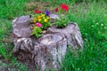 Idea with stump environment  flowering Royalty Free Stock Photo