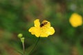 Ideal Caltha palustris in the middle of meadow. Hoverfly sits on yellow bloom and earn some nectar. Flower flies or syrphid flies