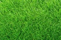 Ideal concept used for making green flooring, lawn for a training football pitch, Grass Golf Courses green lawn pattern textured Royalty Free Stock Photo