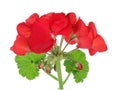 Ideal favourite best indoor plant - Geranium red flower branch isolated macro