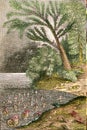 Ideal landscape of the early Jurassic times, vintage engraving Royalty Free Stock Photo