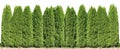 Ideal long and high green fence from evergreen coniferous trees near rural house isolated