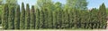 Ideal long and high green fence from evergreen coniferous trees