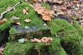 Tree stump giving life to mushrooms and moss