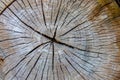 Ideal round cut down tree with annual rings and cracks. Wooden texture. Texture of a slice of a birch trunk. Royalty Free Stock Photo