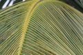 Ideal structure of a coconut leaf. Amazing pattern of this green leaf unique and rare Royalty Free Stock Photo