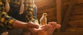 Close up of young chicken in Famer woman hands at a henhouse