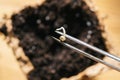 Tweezers holding cannabis seed over a pot, Indoor marijuana growing concept image