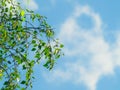 Fresh birch tree leaves on branches against sky