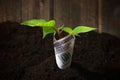 ideas for business and investment, capital growth, 100 dollars growing in fertilized soil Royalty Free Stock Photo