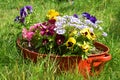 Ideas for garden, flowers in old wash-basin