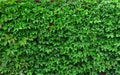 Ideas for garden - Green ivy background Royalty Free Stock Photo