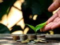 Ideas for Saving Money and Economic Growth The saplings that grow on piles of coins have a natural backdrop Royalty Free Stock Photo