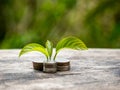 Ideas for Saving Money and Economic Growth The saplings that grow on piles of coins have a natural backdrop Royalty Free Stock Photo