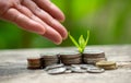 Ideas for Saving Money and Economic Growth The saplings that grow on piles of coins have a natural backdrop Royalty Free Stock Photo