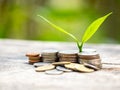 Ideas for Saving Money and Economic Growth The saplings that grow on piles of coins have a natural backdrop Royalty Free Stock Photo