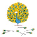Peacock Illustration With  Feathers
