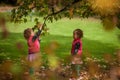 Identical twins having fun with toys and leaves in autumn in the park, blond cute curly girls, happy girls,beautiful girls in pink Royalty Free Stock Photo