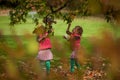 Identical twins having fun with toys and leaves in autumn in the park, blond cute curly girls, happy girls,beautiful girls in pink Royalty Free Stock Photo