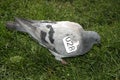 Identificated pigeon