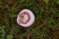 Identification of Agaricus campestris fungal plants in their natural environment. Collecting edible field mushrooms in wet weather Royalty Free Stock Photo