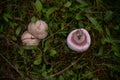 Identification of Agaricus campestris fungal plants in their natural environment. Collecting edible field mushrooms in wet weather Royalty Free Stock Photo