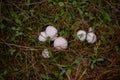 Identification of Agaricus campestris fungal plants in their natural environment. Collecting edible field mushrooms in wet weather Royalty Free Stock Photo