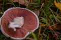 Identification of Agaricus campestris fungal plants in their natural environment. Collecting edible field mushrooms in wet weather Royalty Free Stock Photo