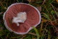 Identification of Agaricus campestris fungal plants in their natural environment. Collecting edible field mushrooms in wet weather Royalty Free Stock Photo