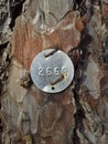 Identification Tag on Austrian Pine Tree Bark Royalty Free Stock Photo