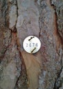 Identification Tag on Scots Pine Tree Royalty Free Stock Photo