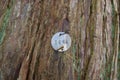Identification Tag on Western Red Cedar Tree Royalty Free Stock Photo