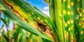 Identifying Corn Leaf Problems A Comprehensive Guide to Insect Damage Blights and Diseases for Optimal Crop Health Royalty Free Stock Photo
