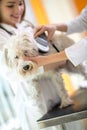 Identifying microchip implant of lost Maltese dog by veterinaria Royalty Free Stock Photo