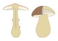 Identifying mushrooms requires a basic understanding of their macroscopic structure Royalty Free Stock Photo