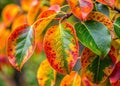 Identifying Pear Tree Leaf Spots A CloseUp Guide to Diagnosing Diseases and Damage in Pear Tree Foliage Royalty Free Stock Photo