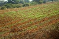 Idian farm, growing flowers in the open ground drip irrigation Royalty Free Stock Photo