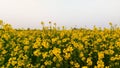 Idian Mustard farm , mustard farm with blue sky , yellow flower farm , yellow mustard flower Royalty Free Stock Photo