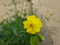 Idicus yellow flower