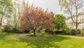 Idillic cherry blossom tree in bloom, London, England, UK Royalty Free Stock Photo