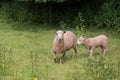 Idillic landscape with sheep, lambs, ram on field