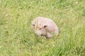 Idillic landscape with sheep, lambs, ram on field Royalty Free Stock Photo