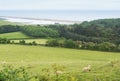 Idillic landscape with sheep, lambs, ram on field