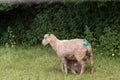 Idillic landscape with sheep, lambs, ram on field Royalty Free Stock Photo