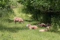 Idillic landscape with sheep, lambs, ram on field